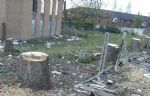 SALFORD PRECINCT TREE CULL